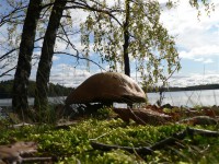 /album/fotogallerij/paddenstoel-jpg/